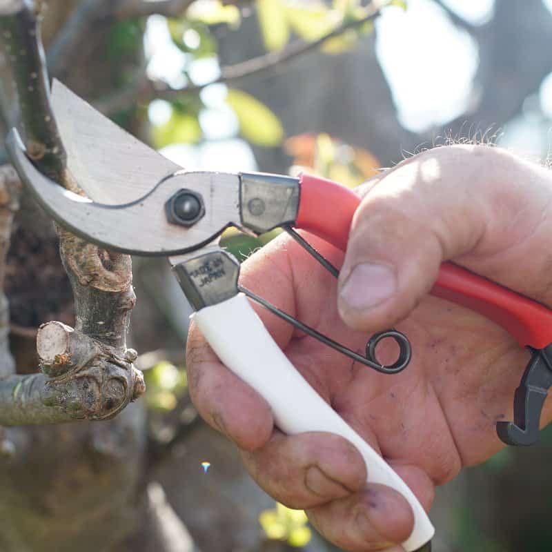 Okatsune 210mm Pruning Shears